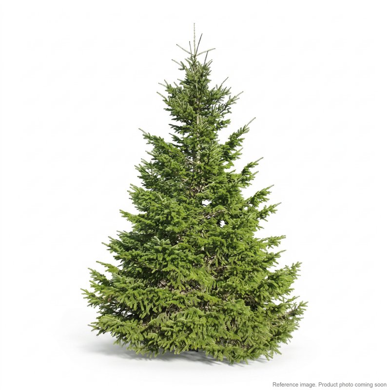 Unknown DOUGLAS FIR Filter front product photo | stocked in BC, ships Canada-wide