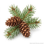 Unknown DOUGLAS FIR Filter three-quarter angle product photo | stocked in BC, ships Canada-wide thumbnail 2