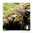 Unknown DOUGLAS FIR Filter alternate angle product photo | stocked in BC, ships Canada-wide thumbnail 3