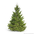 Unknown DOUGLAS FIR Filter front product photo | stocked in BC, ships Canada-wide thumbnail 1